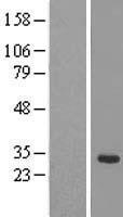 SRRP35 (SRSF12) Human Over-expression Lysate