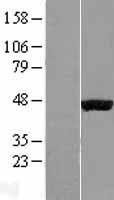 EGLN2 Human Over-expression Lysate