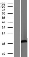 SRXN1 Human Over-expression Lysate