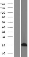 Histone H2A Bbd (H2AFB3) Human Over-expression Lysate