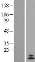 CST11 Human Over-expression Lysate