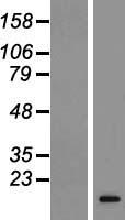 Relaxin 3 (RLN3) Human Over-expression Lysate