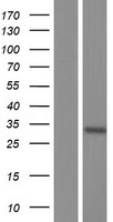 RNF21 (TRIM34) Human Over-expression Lysate
