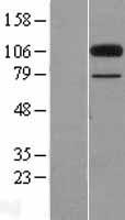COLEC12 Human Over-expression Lysate