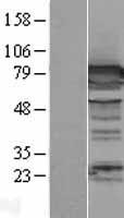 DPP3 Human Over-expression Lysate