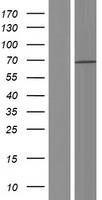 Menin (MEN1) Human Over-expression Lysate