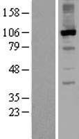 RGS3 Human Over-expression Lysate