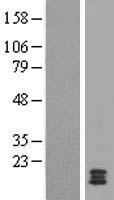 CST11 Human Over-expression Lysate
