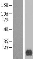 XAGE2 Human Over-expression Lysate