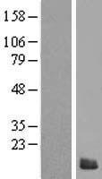 S100Z Human Over-expression Lysate