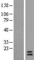 GPHA2 Human Over-expression Lysate