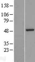 ASZ1 Human Over-expression Lysate