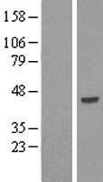 SKIP (INPP5K) Human Over-expression Lysate
