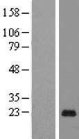PAGE5 Human Over-expression Lysate