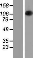 OPA1 Human Over-expression Lysate