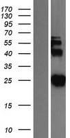 SNAP25 Human Over-expression Lysate