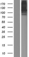 PTPRN2 Human Over-expression Lysate