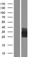 OSCAR Human Over-expression Lysate