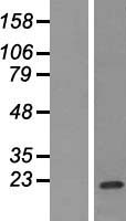 CD89 (FCAR) Human Over-expression Lysate