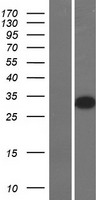 GSH2 (GSX2) Human Over-expression Lysate