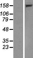 LRPPRC Human Over-expression Lysate