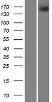 PTP rho (PTPRT) Human Over-expression Lysate