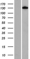 FNIP1 Human Over-expression Lysate