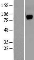 UNC5A Human Over-expression Lysate