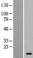SPACA4 Human Over-expression Lysate