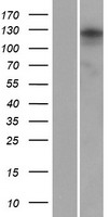 ANKRD24 Human Over-expression Lysate