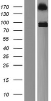 PTPRS Human Over-expression Lysate