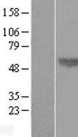 BMP4 Human Over-expression Lysate