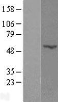 POFUT2 Human Over-expression Lysate