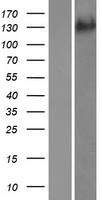 ADAMTS19 Human Over-expression Lysate
