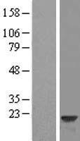 VILIP3 (HPCAL1) Human Over-expression Lysate