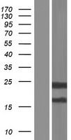 MPIG6B Human Over-expression Lysate