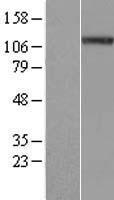 NALP4 (NLRP4) Human Over-expression Lysate