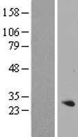 RFXANK Human Over-expression Lysate