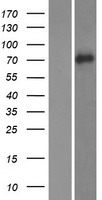 SLITL2 (VASN) Human Over-expression Lysate
