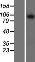 GPRASP2 Human Over-expression Lysate