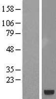 C8orf40 (SMIM19) Human Over-expression Lysate