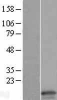 Claudin 15 (CLDN15) Human Over-expression Lysate