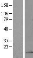 GRCC10 (C12orf57) Human Over-expression Lysate