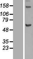 KIF12 Human Over-expression Lysate
