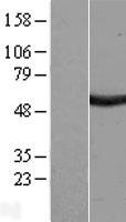 SAAL1 Human Over-expression Lysate