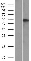 NAF1 Human Over-expression Lysate