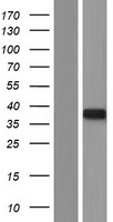 MTG1 Human Over-expression Lysate