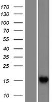 RIPPLY1 Human Over-expression Lysate