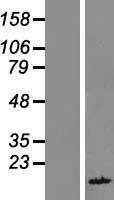 FAM104B Human Over-expression Lysate