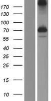 KIAA2013 Human Over-expression Lysate